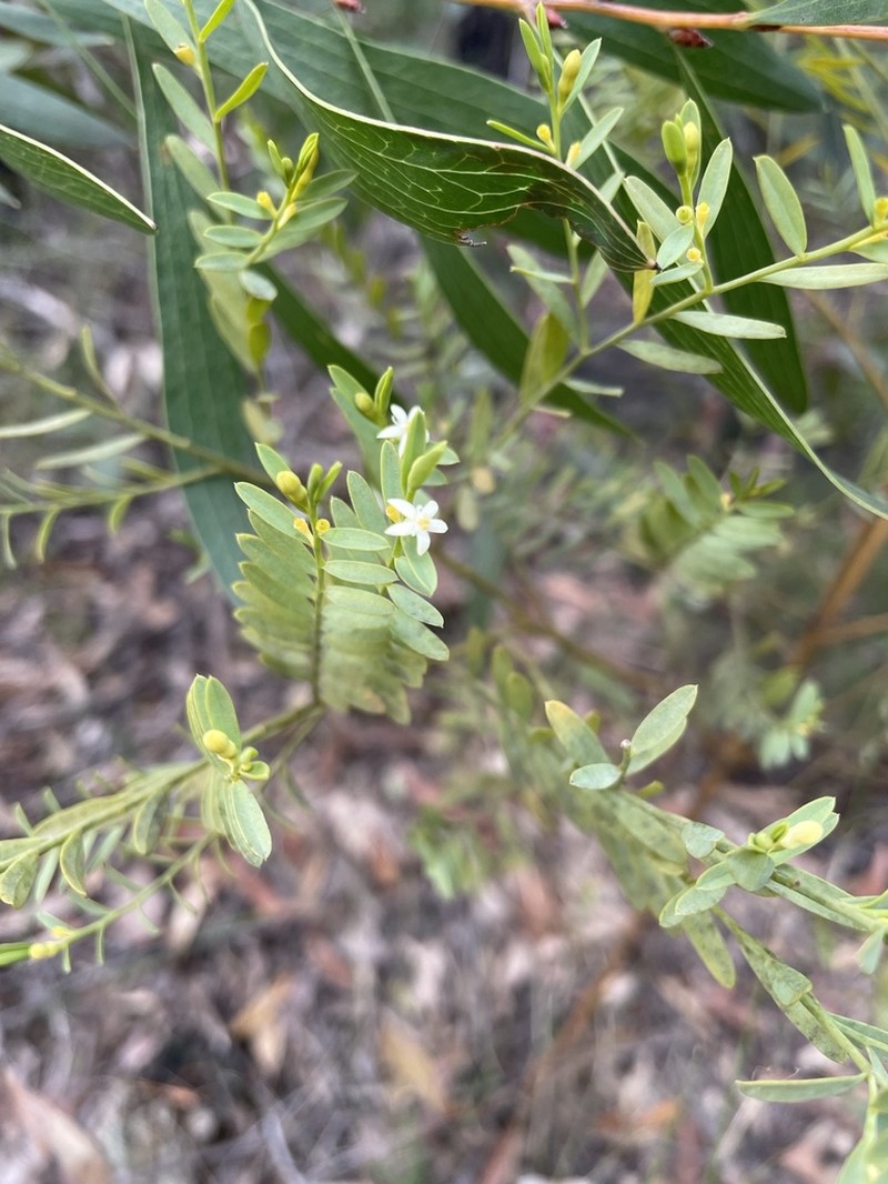 Olax stricta