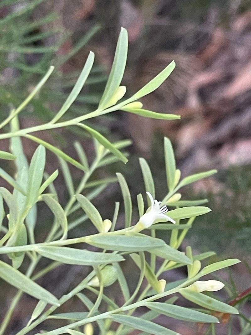Olax stricta photo 2