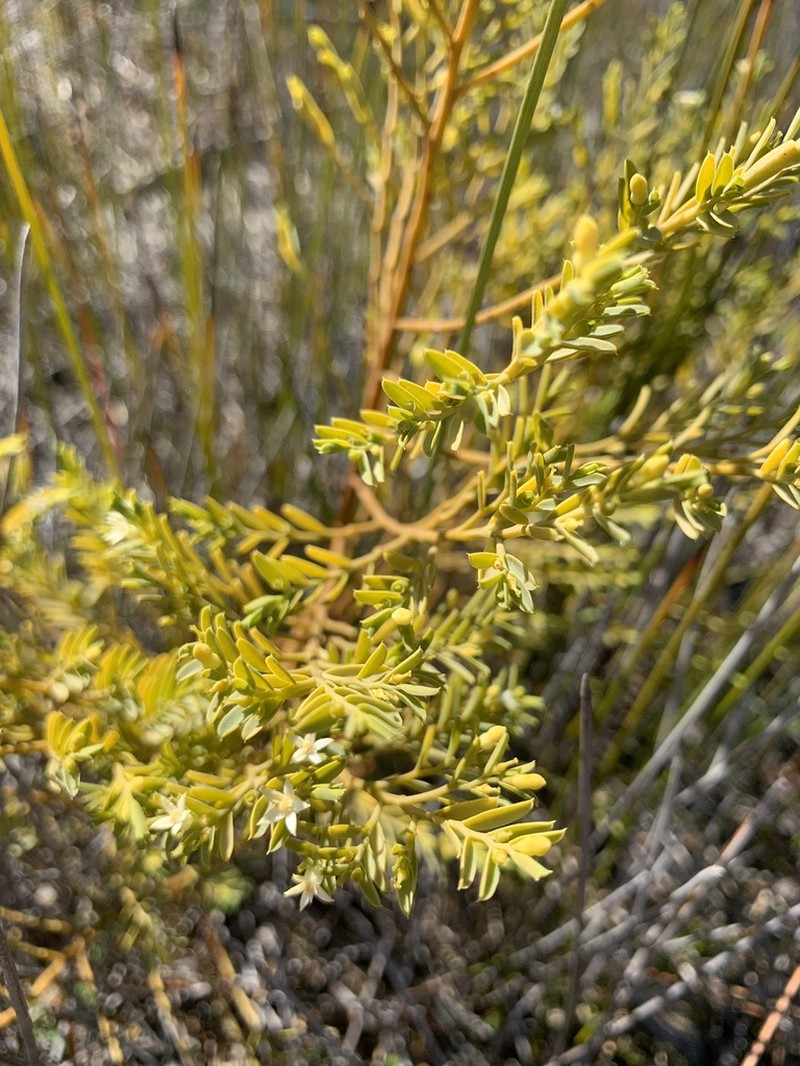 Olax stricta photo 3