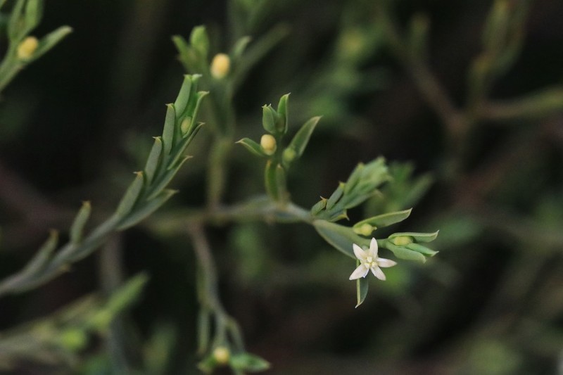 Olax stricta photo 4