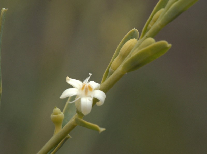 Olax stricta photo 5