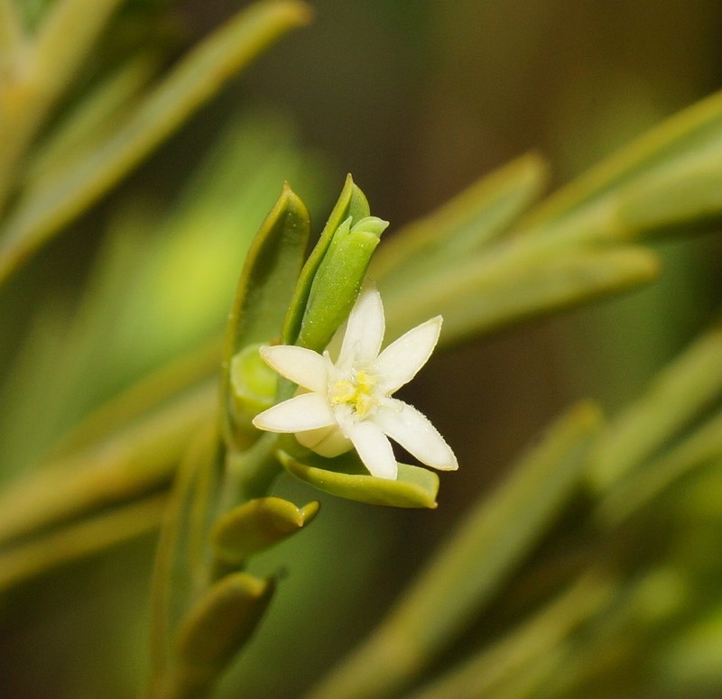 Olax stricta photo 6