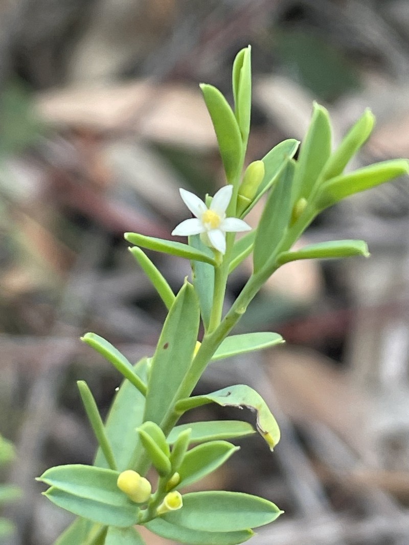 Olax stricta photo 7