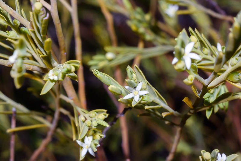 Olax stricta photo 8