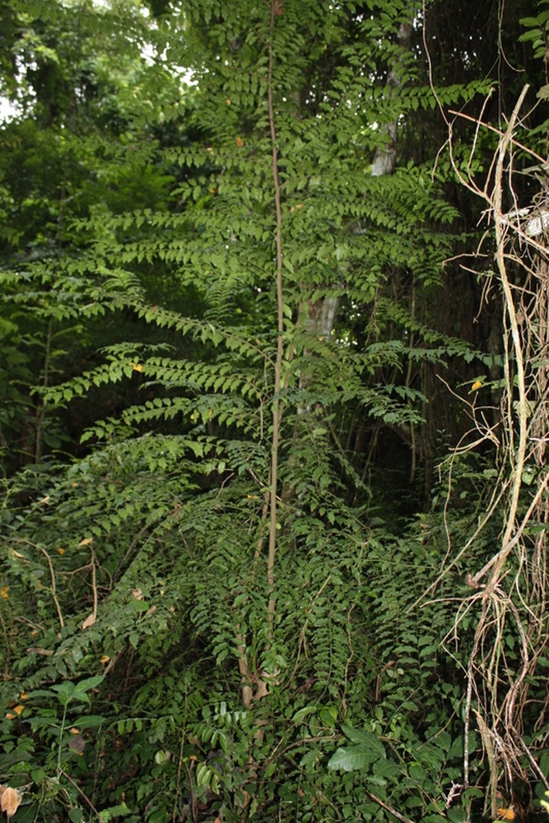 Olax subscorpioidea photo 2