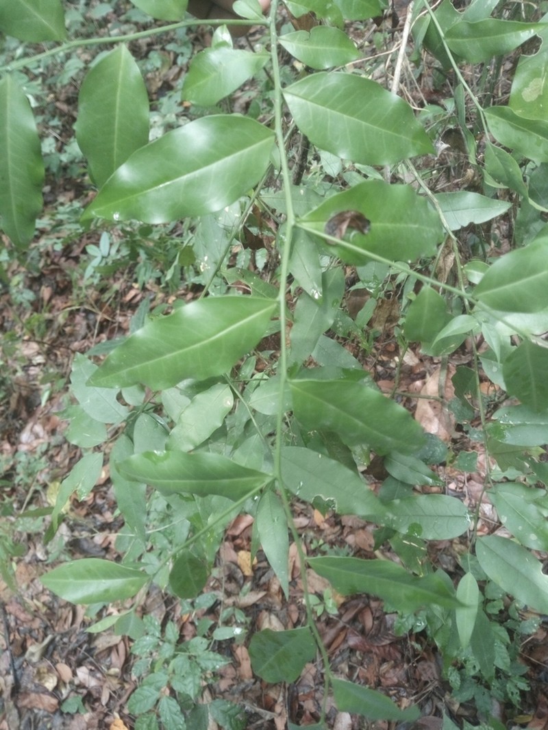 Olax subscorpioidea photo 3