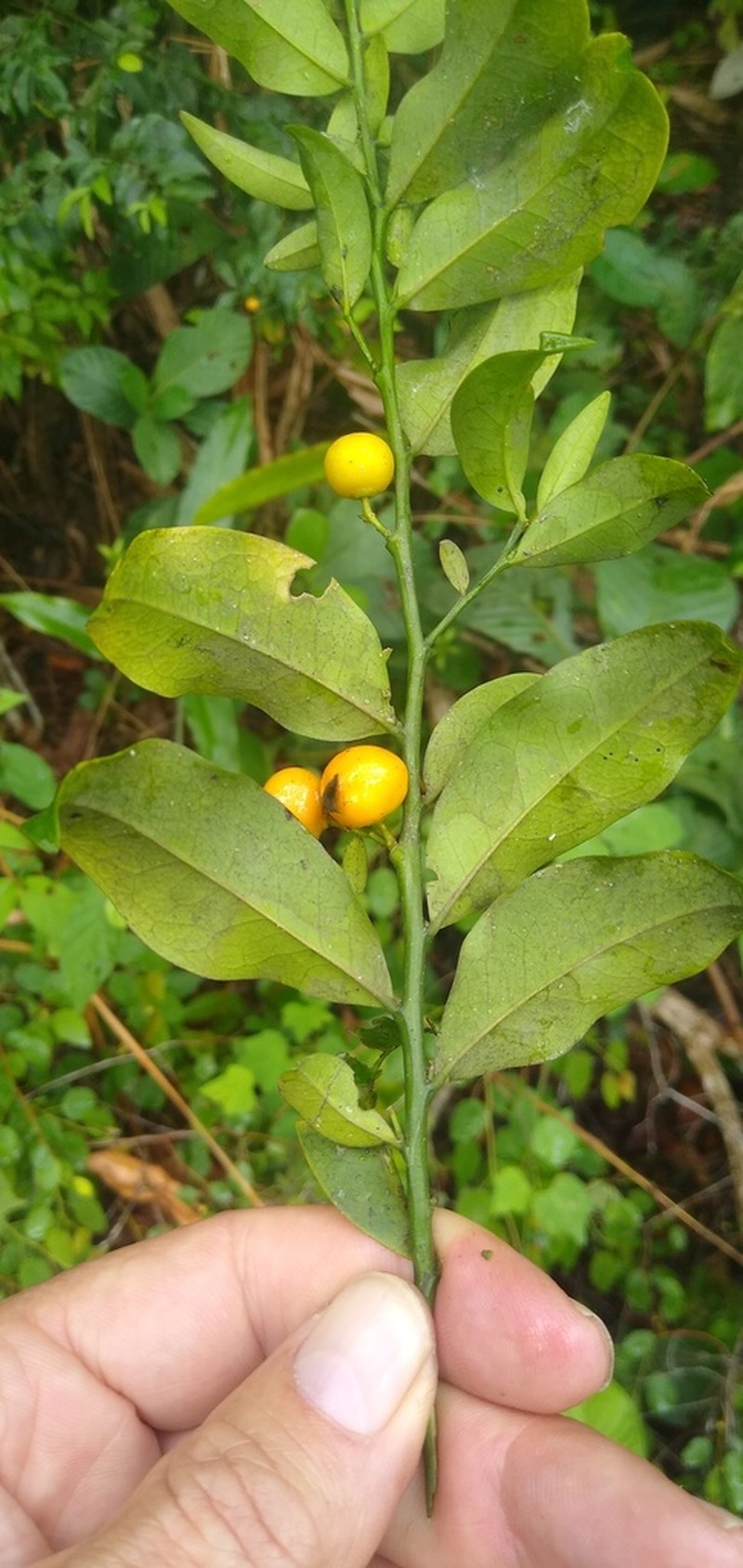 Olax subscorpioidea photo 5