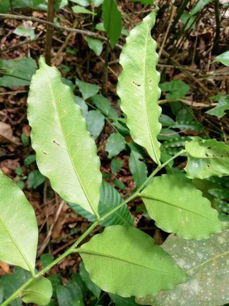 Olax subscorpioidea photo 7