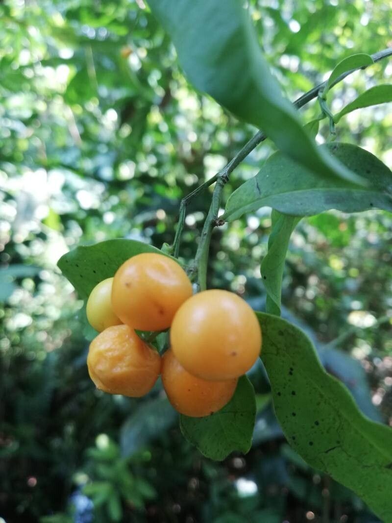 Olax subscorpioidea photo 8