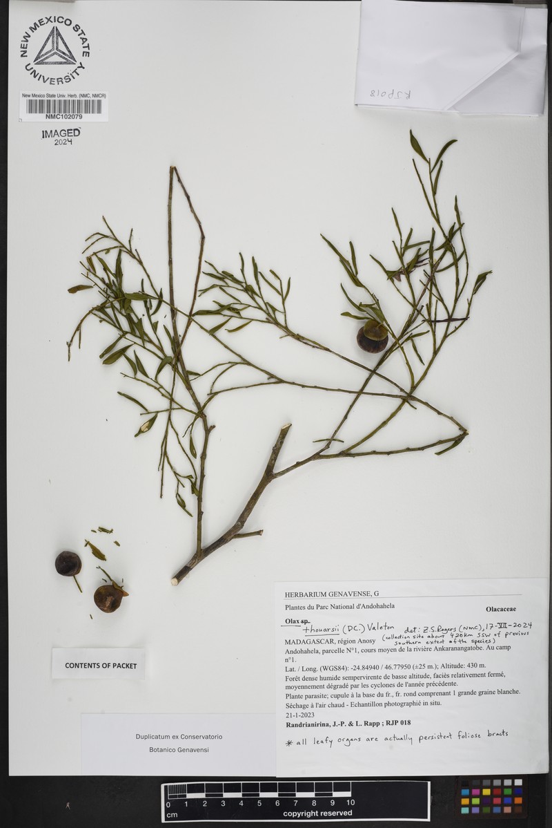 Olax thouarsii photo 2