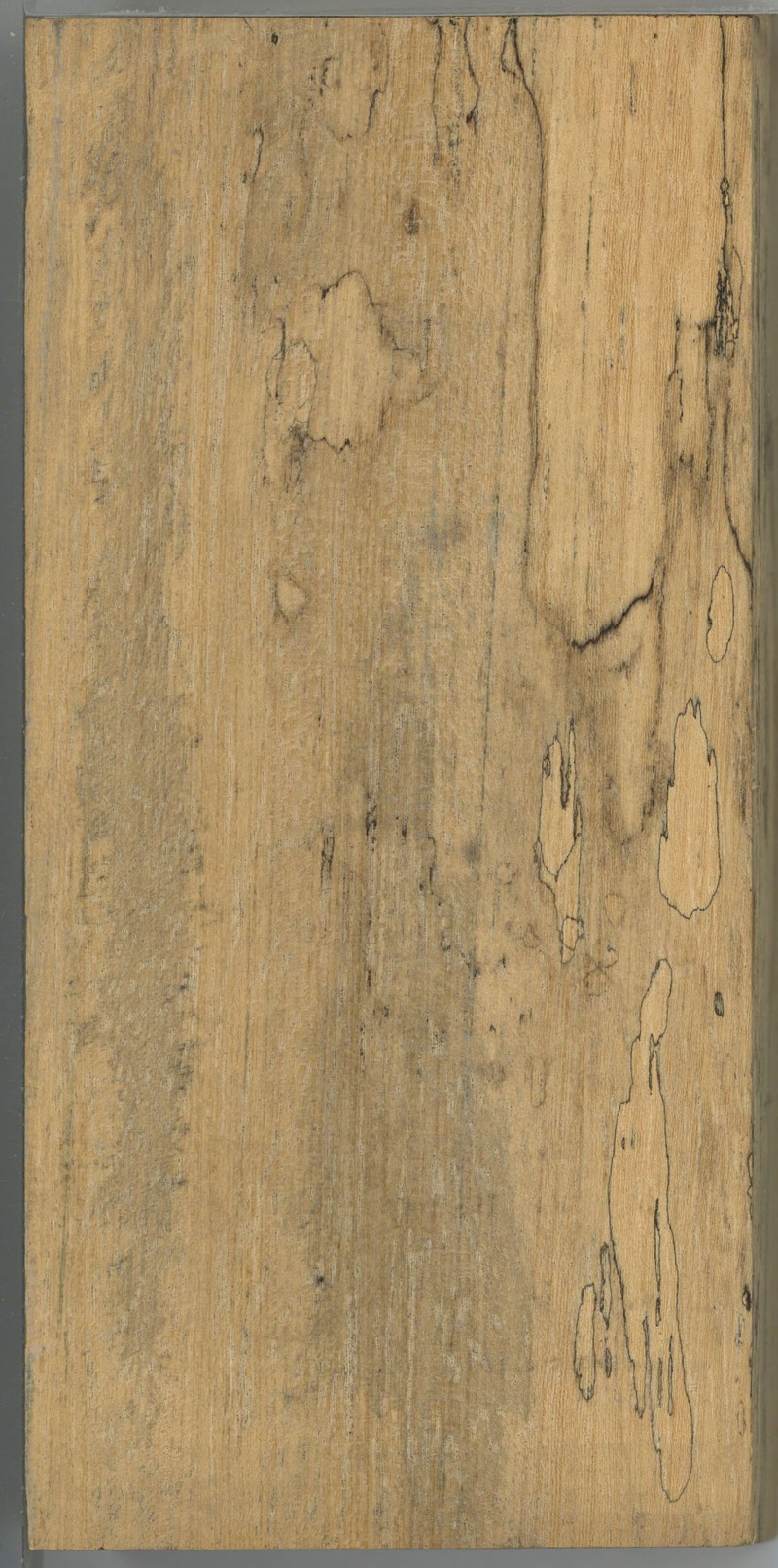 Olax thouarsii
