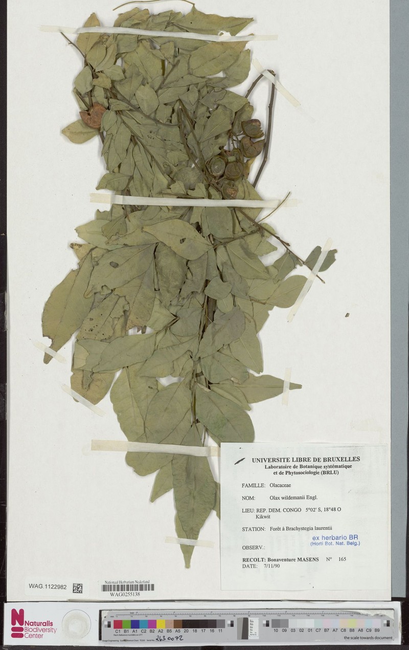 Olax wildemanii photo 2