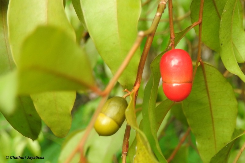 Olax zeylanica