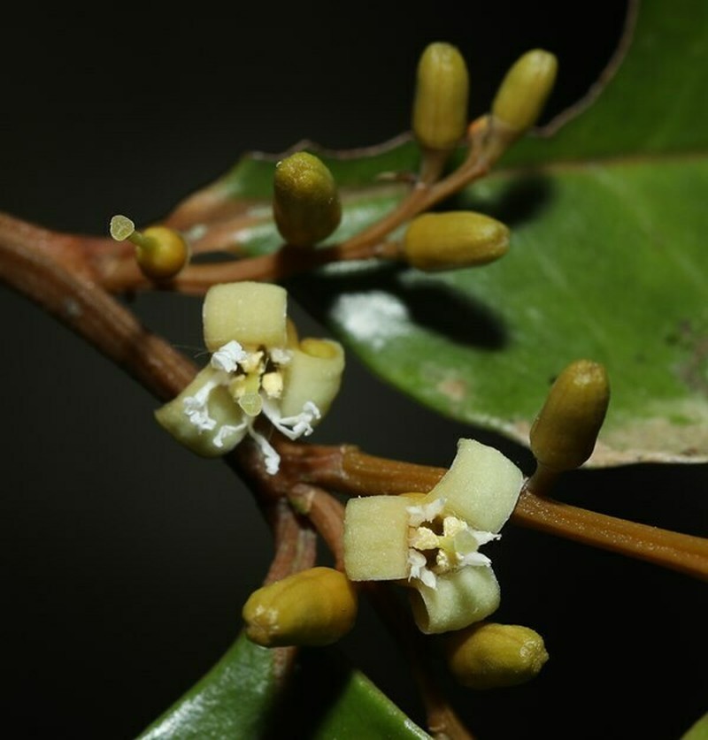Olax zeylanica photo 2