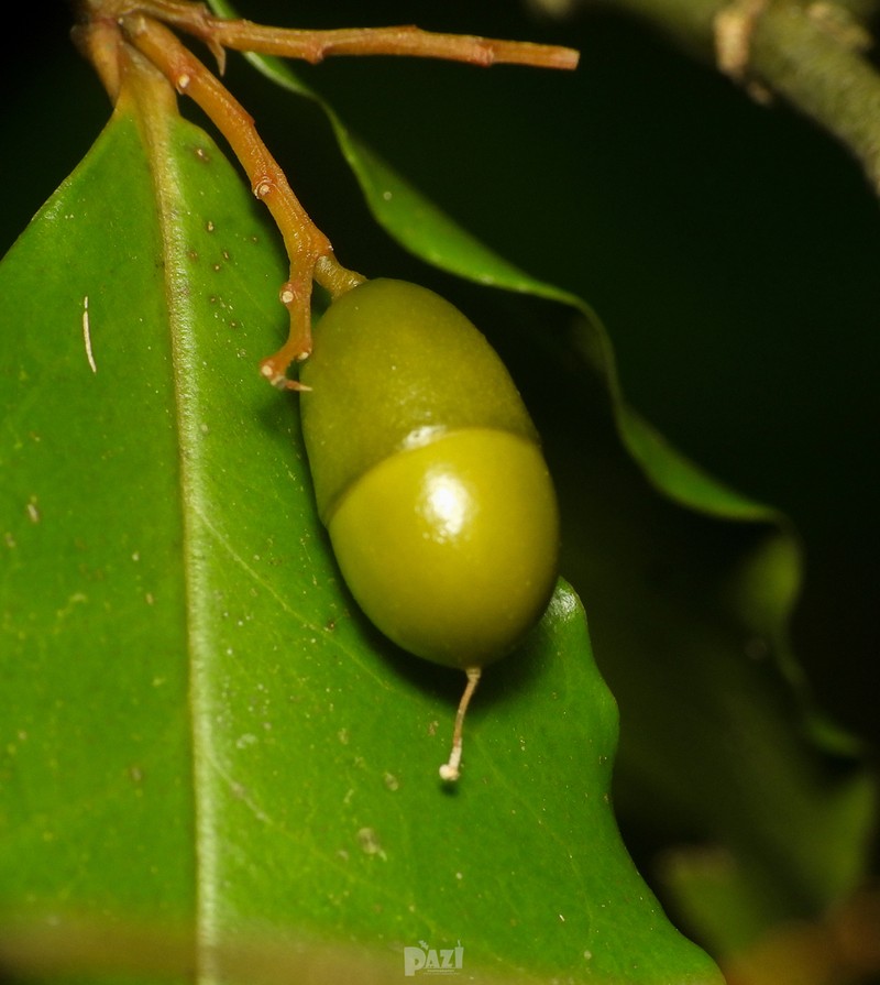 Olax zeylanica photo 3