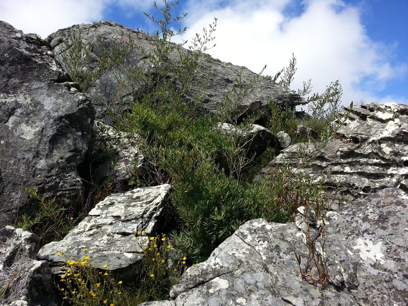 Oldeania ibityensis photo 2
