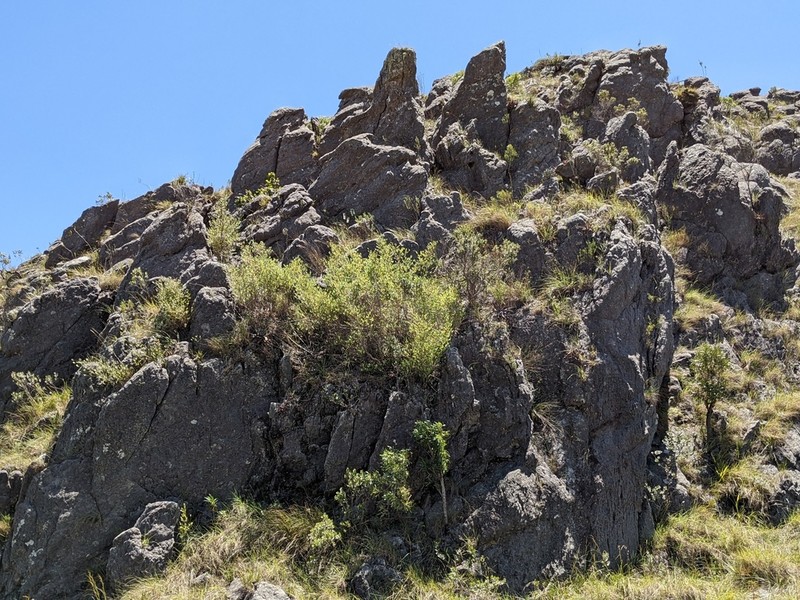 Oldeania ibityensis photo 3