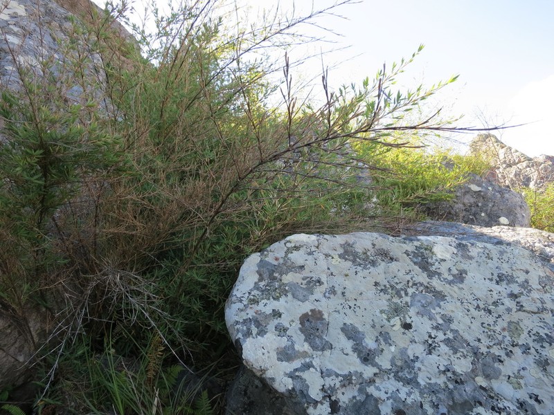 Oldeania ibityensis photo 4