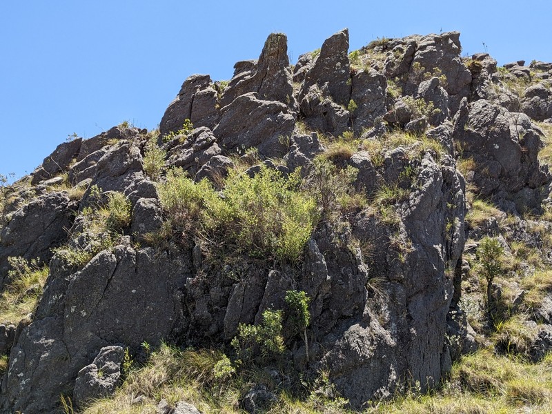 Oldeania ibityensis photo 6
