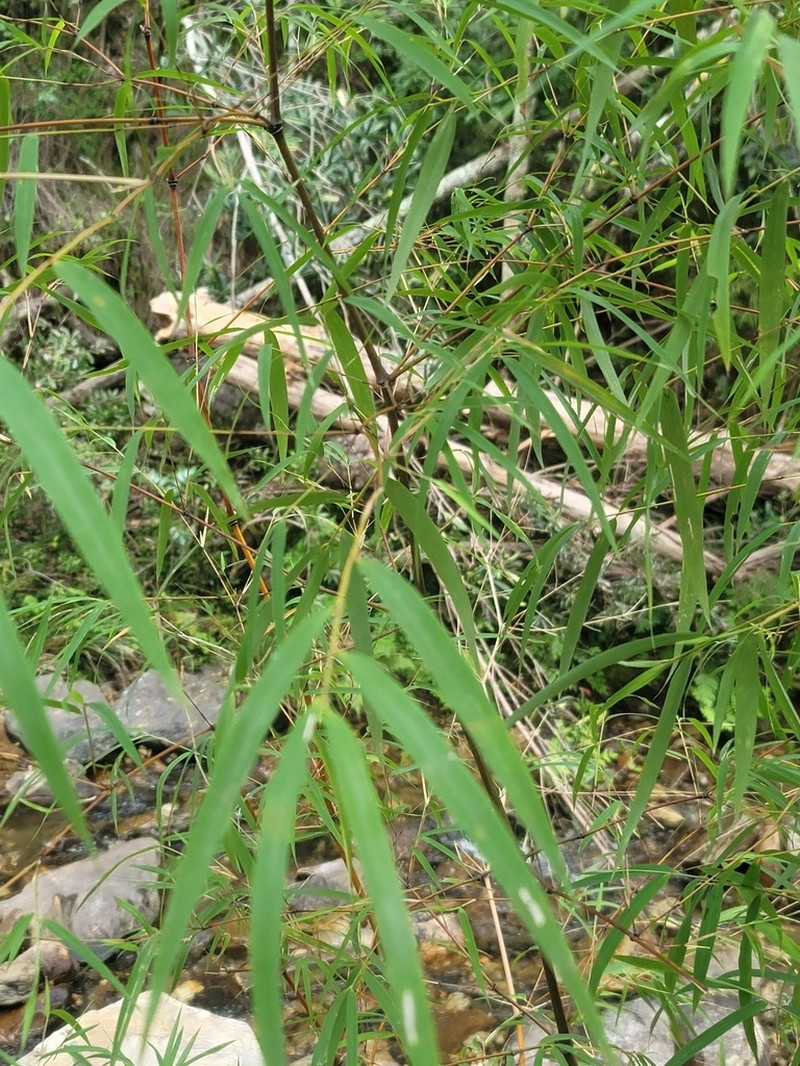 Oldeania itremoensis