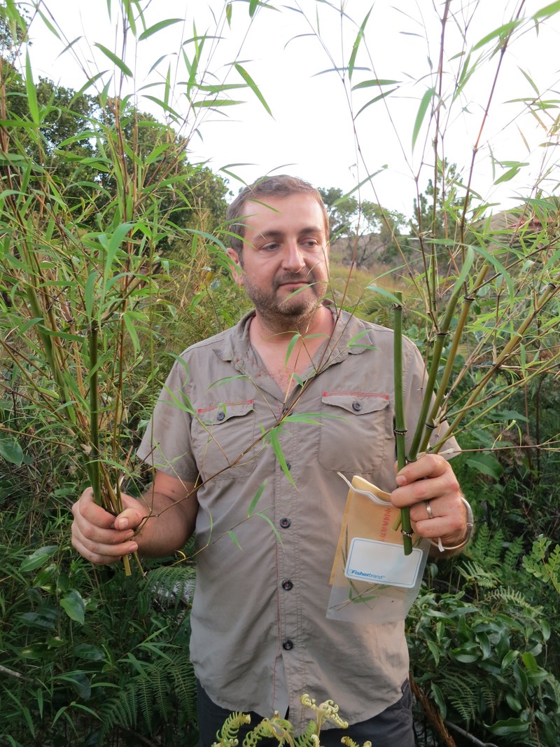 Oldeania itremoensis photo 6
