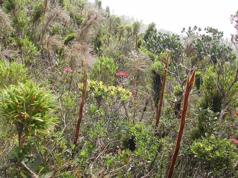 Oldeania marojejyensis photo 2