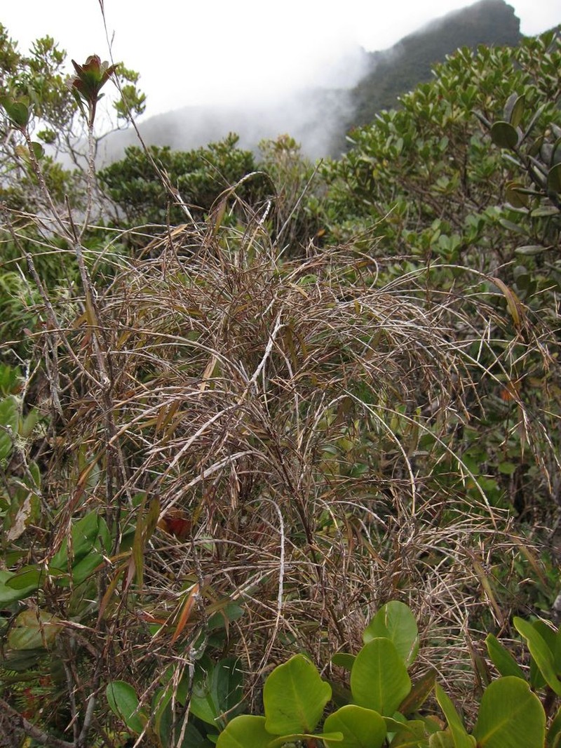Oldeania marojejyensis photo 3