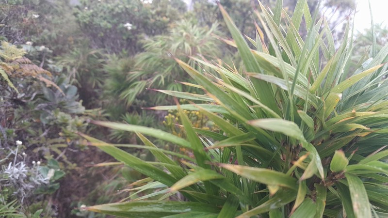Oldeania marojejyensis photo 5