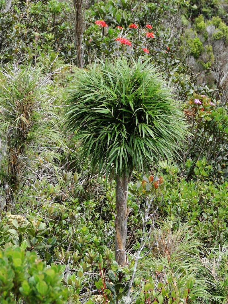 Oldeania marojejyensis photo 6