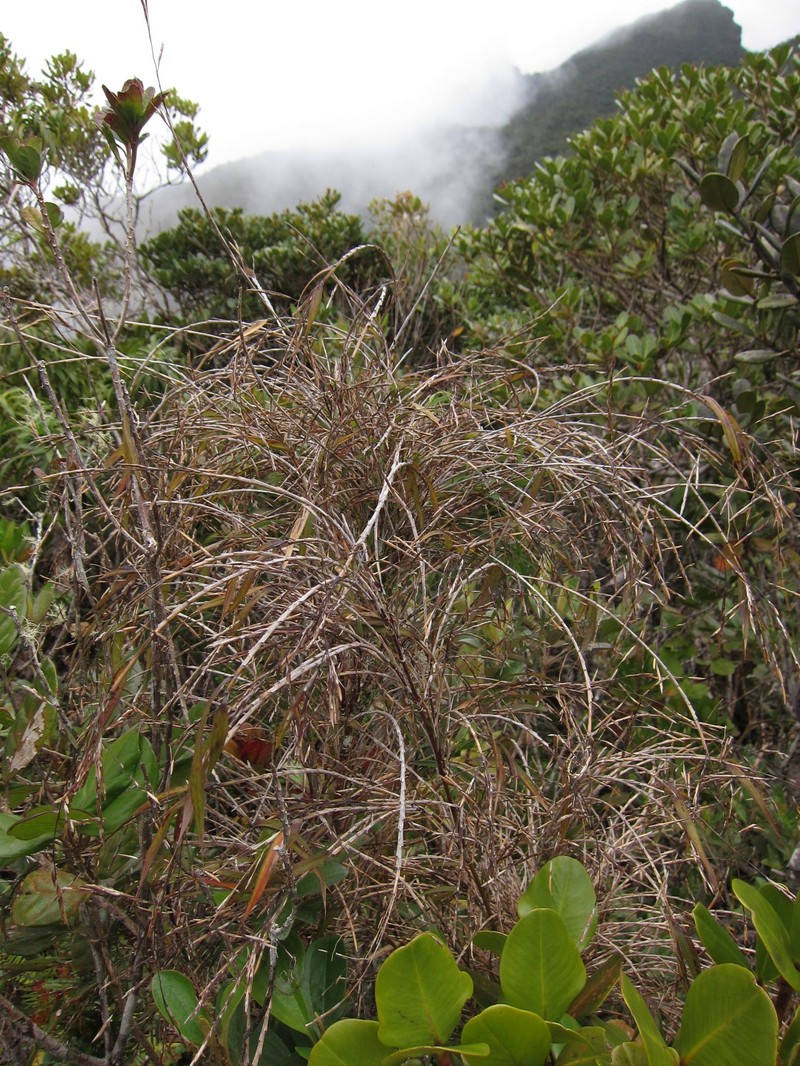 Oldeania marojejyensis photo 7
