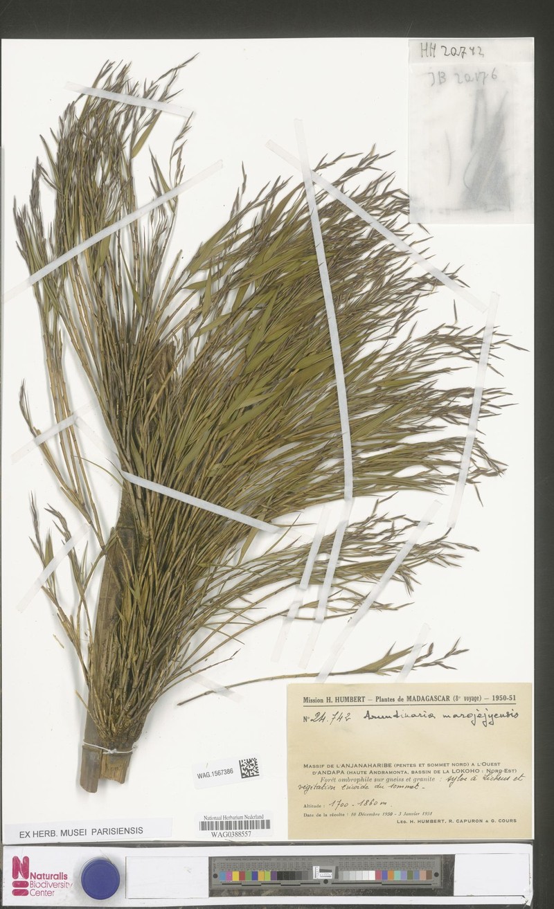 Oldeania marojejyensis photo 8