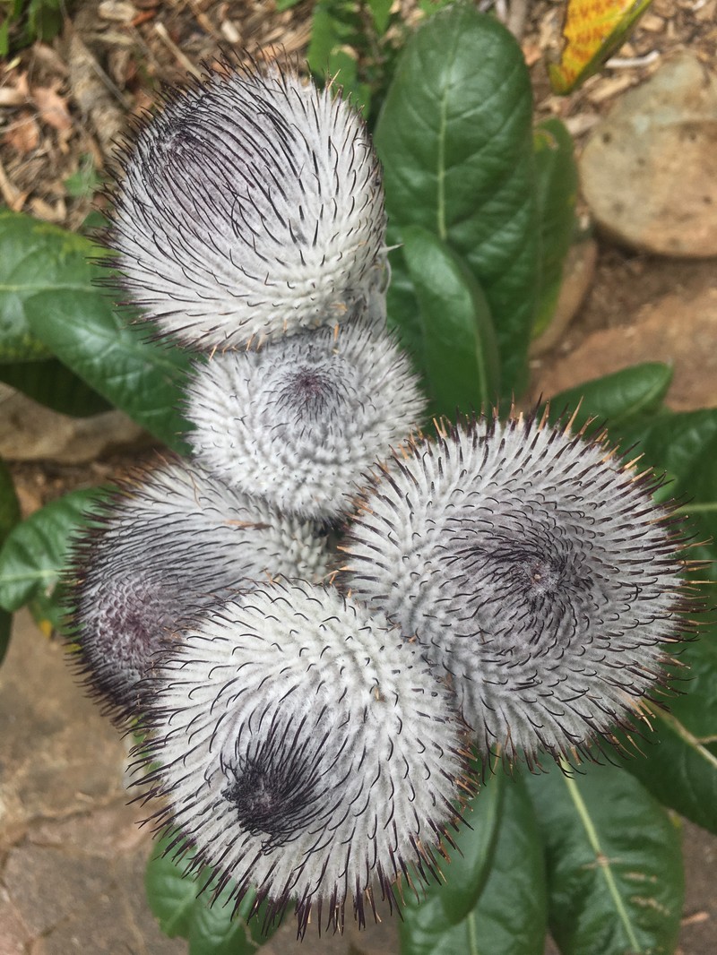 Oldenburgia grandis