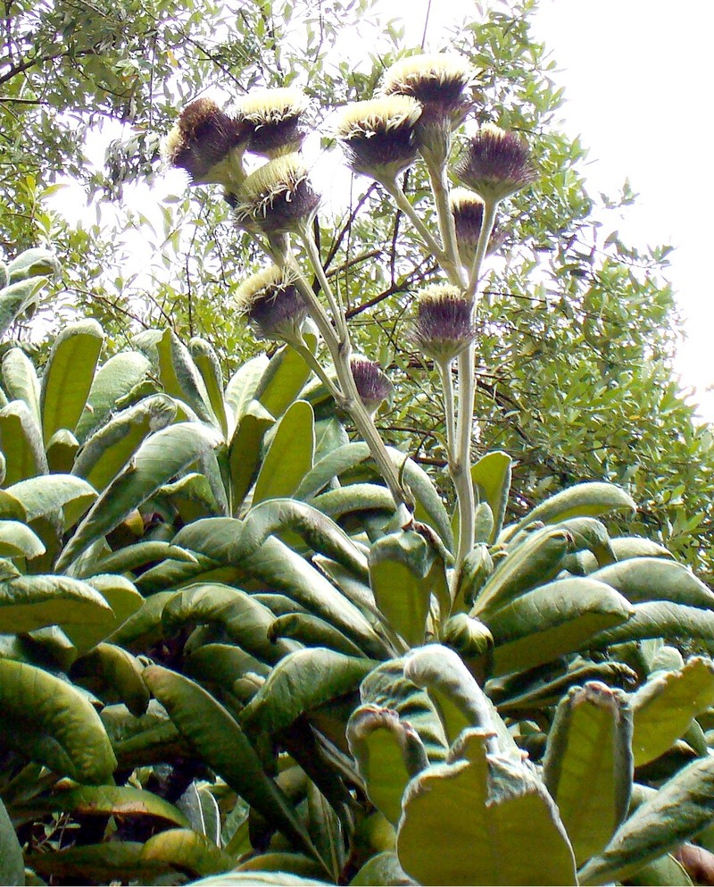 Oldenburgia grandis photo 2