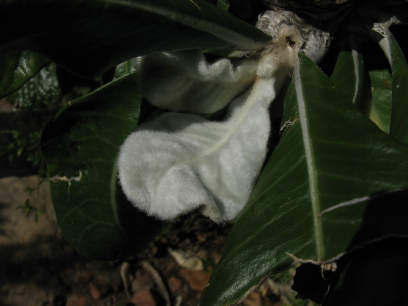 Oldenburgia grandis photo 3