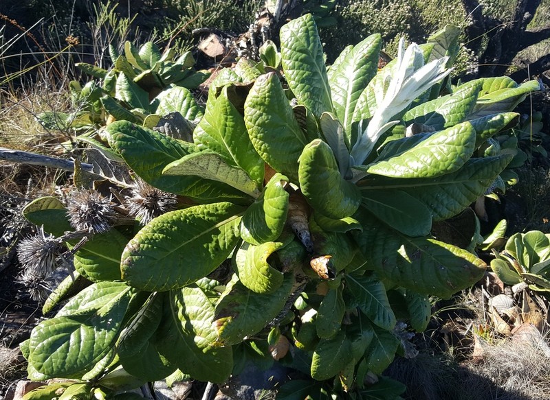 Oldenburgia grandis photo 4