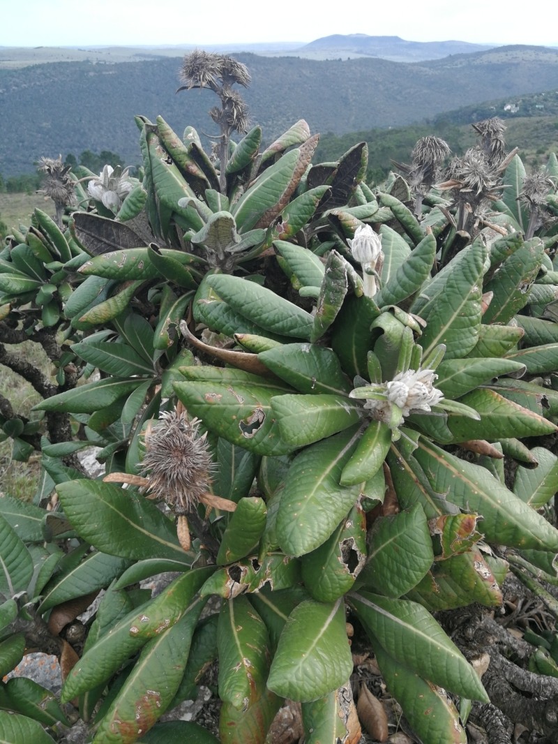 Oldenburgia grandis photo 6
