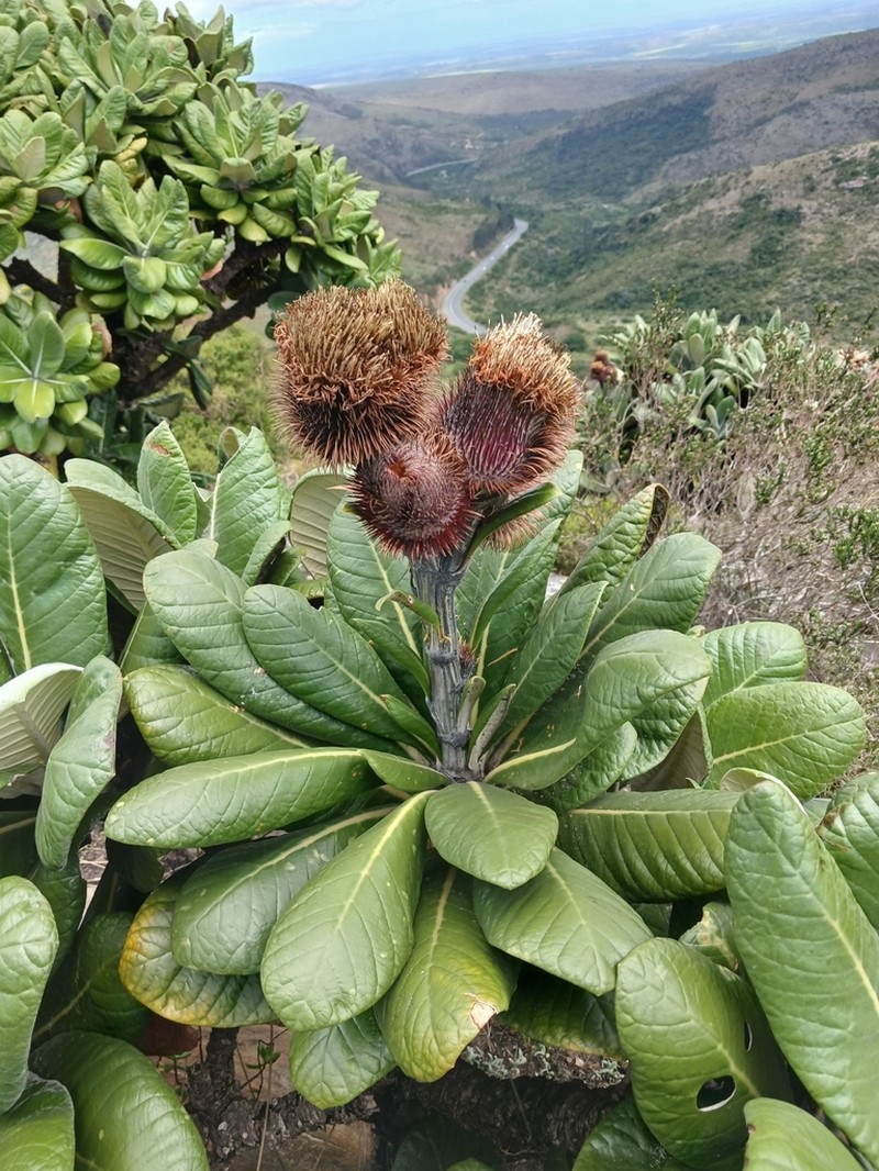 Oldenburgia grandis photo 7