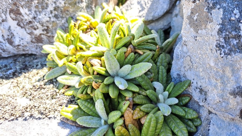Oldenburgia intermedia photo 6