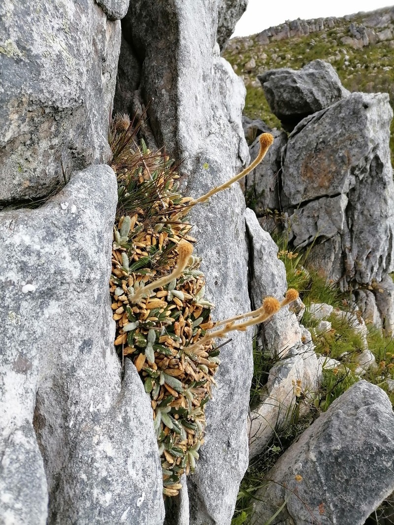Oldenburgia intermedia photo 8