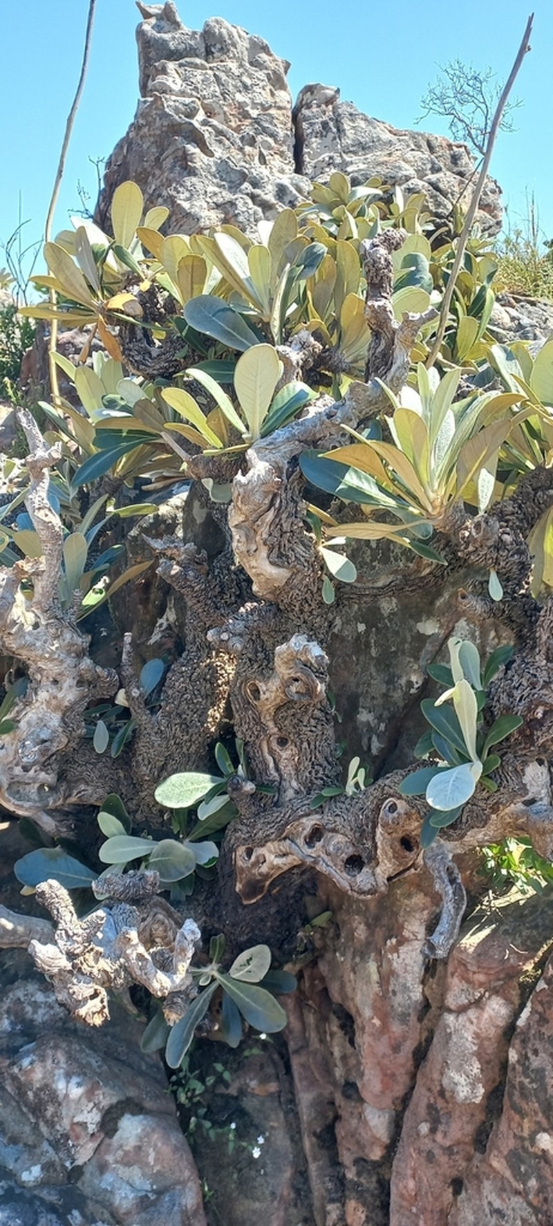 Oldenburgia papionum photo 2