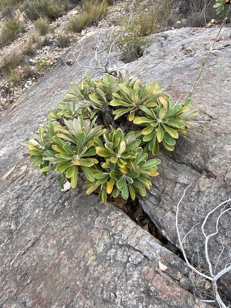 Oldenburgia papionum photo 3