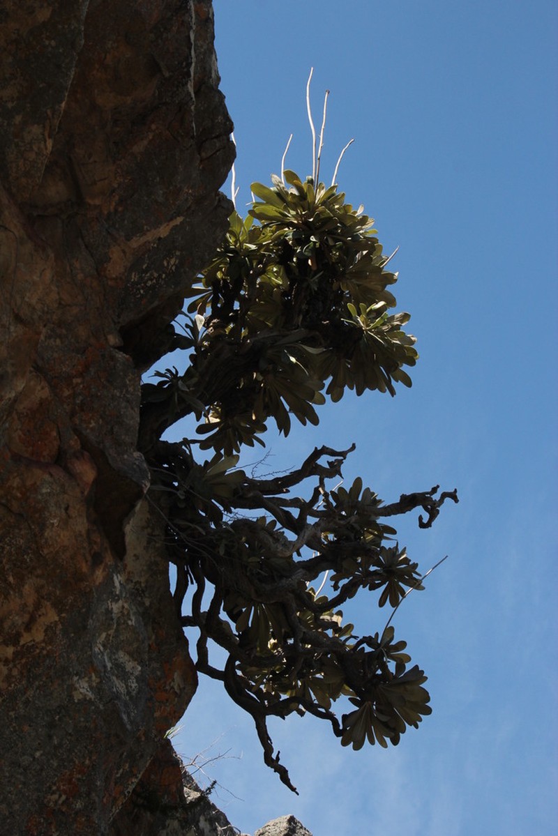 Oldenburgia papionum photo 4