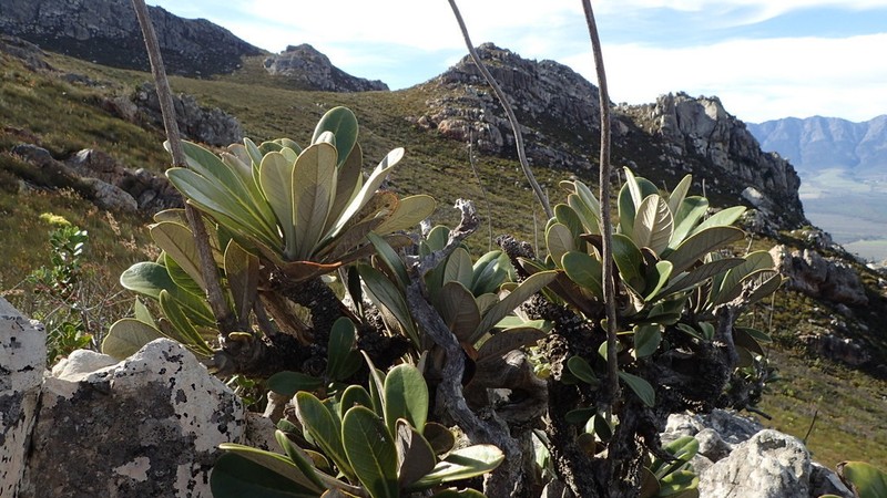 Oldenburgia papionum photo 5