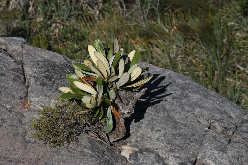 Oldenburgia papionum photo 6
