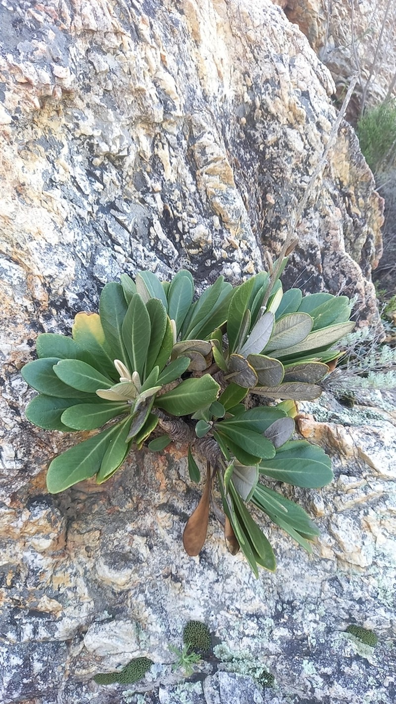 Oldenburgia papionum photo 7