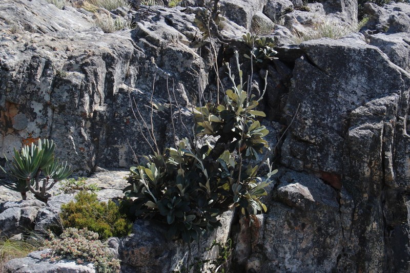 Oldenburgia papionum photo 8