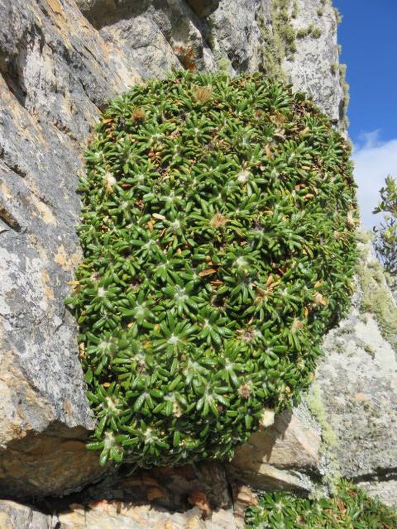 Oldenburgia paradoxa