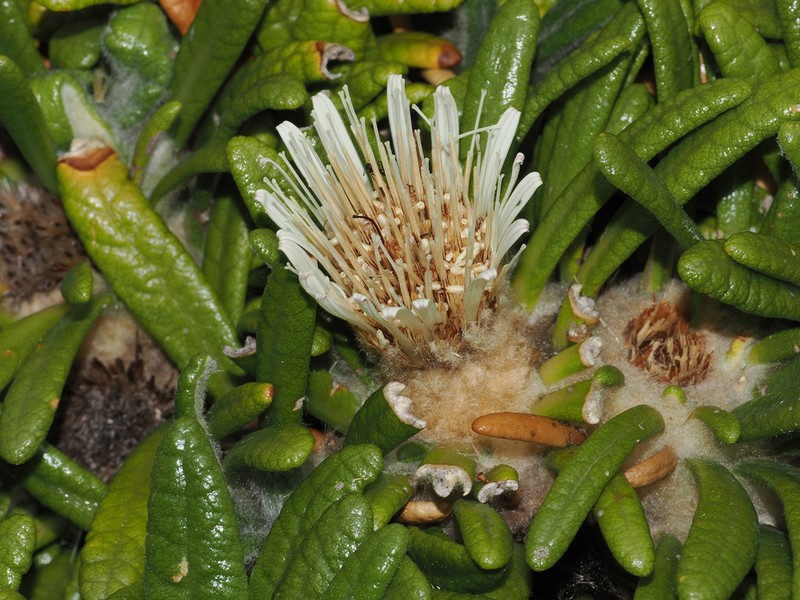 Oldenburgia paradoxa photo 3
