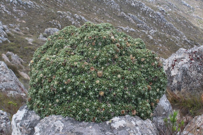 Oldenburgia paradoxa photo 4