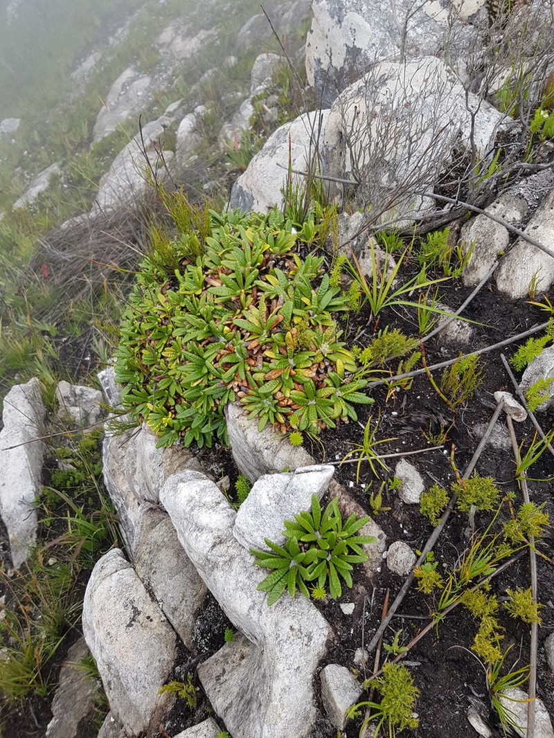 Oldenburgia paradoxa photo 5